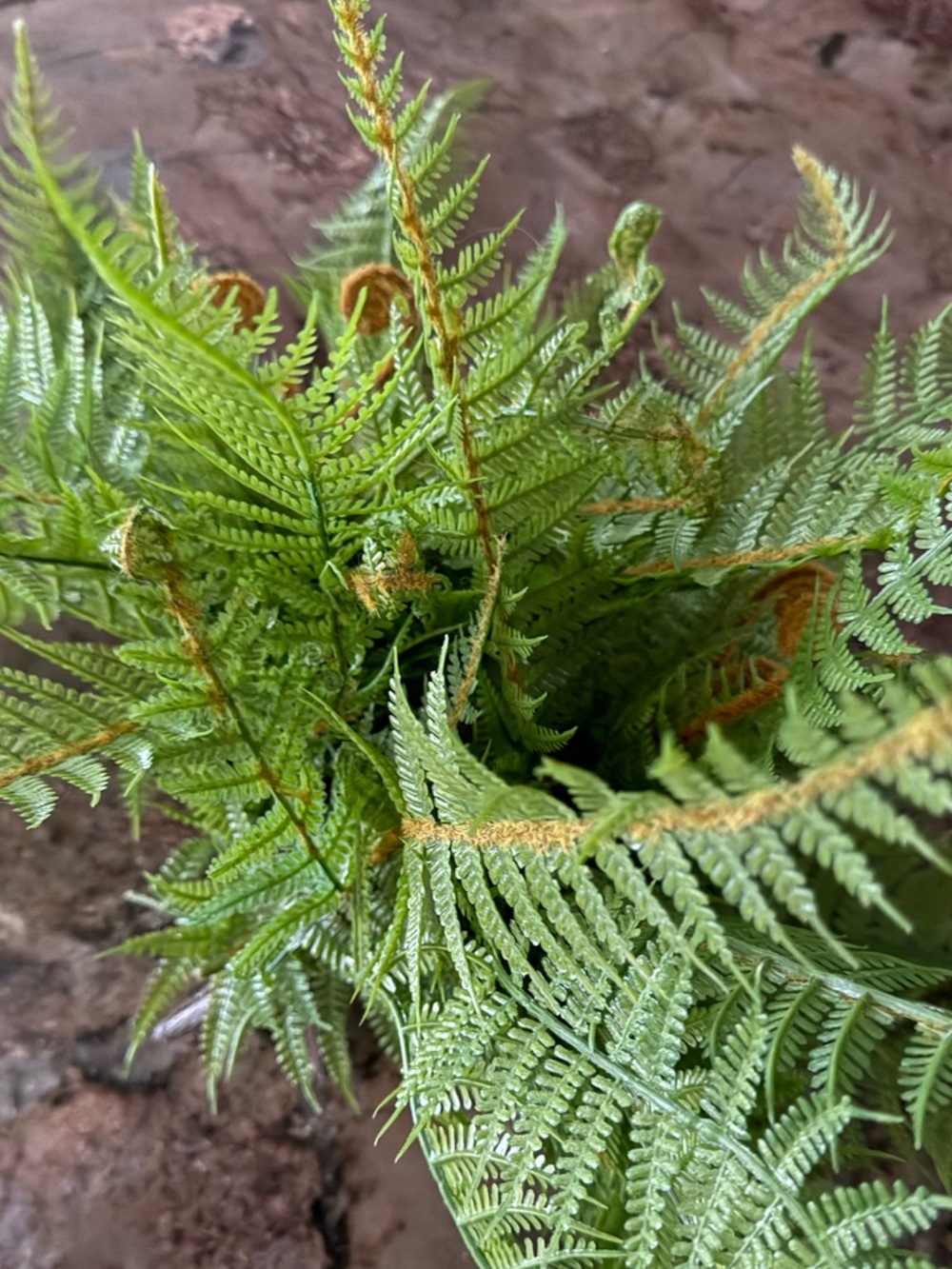 🆓 with purchase Lifelike Fern Home Accent Plant - Picture 2 of 4